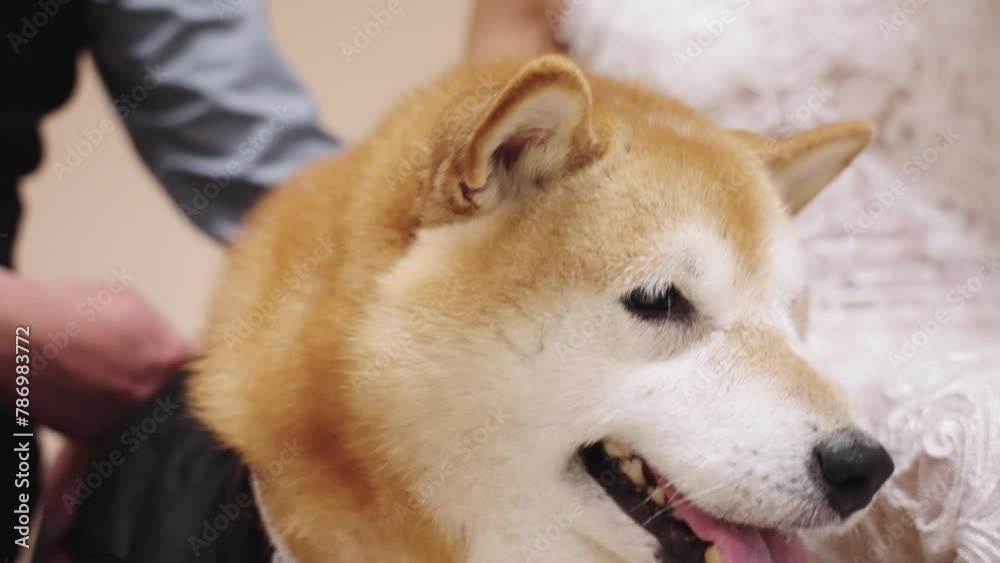 Shiba Inu taking artistic photos, dog Shiba Inu taking artistic photos, dog