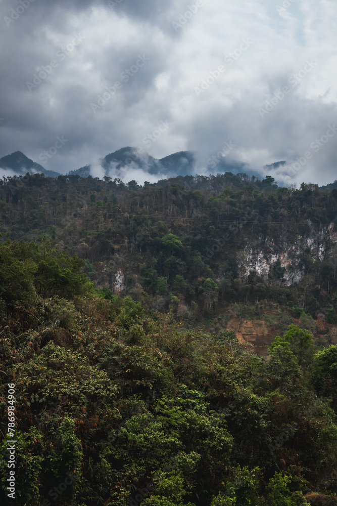 a rainforest with mountains in the clouds in the background