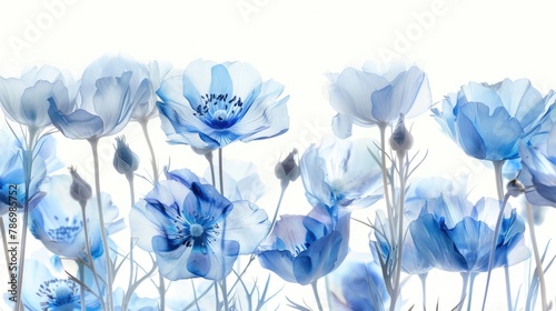 Iridescent blue flowers against a white backdrop photo