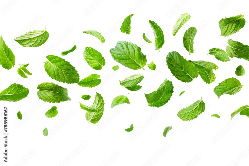 Green Peppermint leaves flying and falling isolated on background, tropical leaf for border element, fresh natural foliage, organic herbal in form of wave and swirl. Green Peppermint leaves flying and falling isolated on background, tropical leaf for border element, fresh natural foliage, organic herbal in form of wave and swirl.