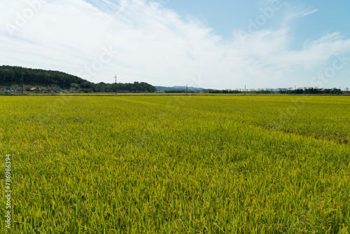 View of the rice field in autumn