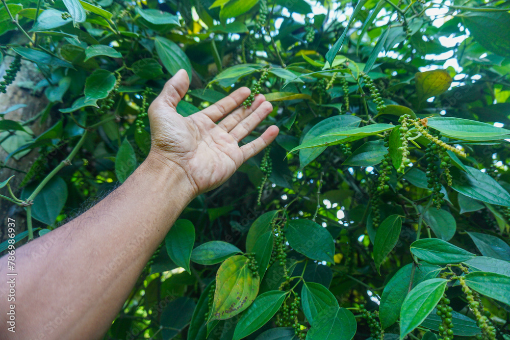 hand hold (checking) green pepper seeds (Piper nigrum). fresh green pepper seed on the tree
hand hold (checking) green pepper seeds (Piper nigrum). fresh green pepper seed on the tree