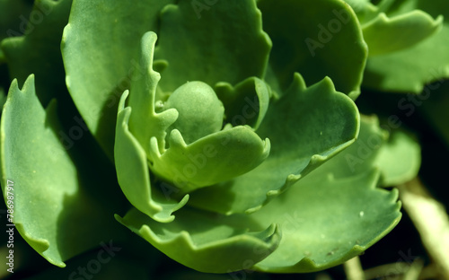 Stonecrop in sunlight, ornamental garden plant. Sedum prominent (Sedum spectabile). Close up image