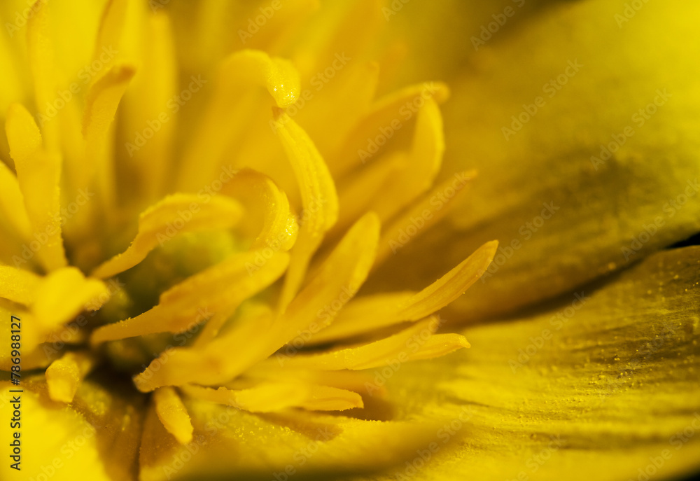 beautiful Ficaria verna, commonly known as lesser celandine or pilewort in the garden beautiful Ficaria verna, commonly known as lesser celandine or pilewort in the garden