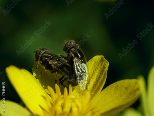 Detailed closeup on the small spotty-eyed dronefly, Eristalinus sepulchralis on a Tansy flower photo