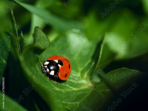 Ladybug sitting on a green leaf, macro © 6okean