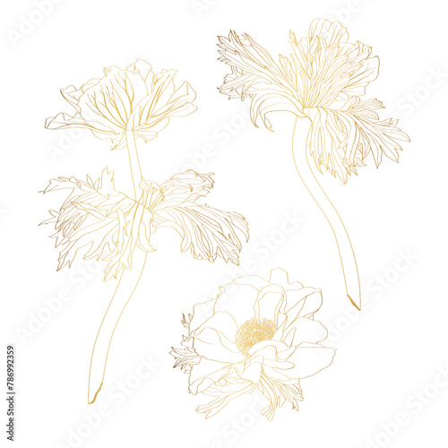 Set beautiful golden line flowers. Floral design collection for your greeting cards, invitation, holidays, wedding. Vector hand drawn illustration  Anemone in vintage style.