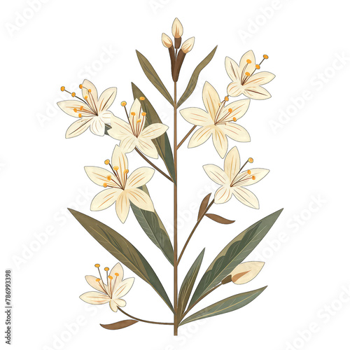 Minimalistic and Cute Flat Vector Illustration of an Asphodel Flower on White Background - Simple and Elegant Design photo