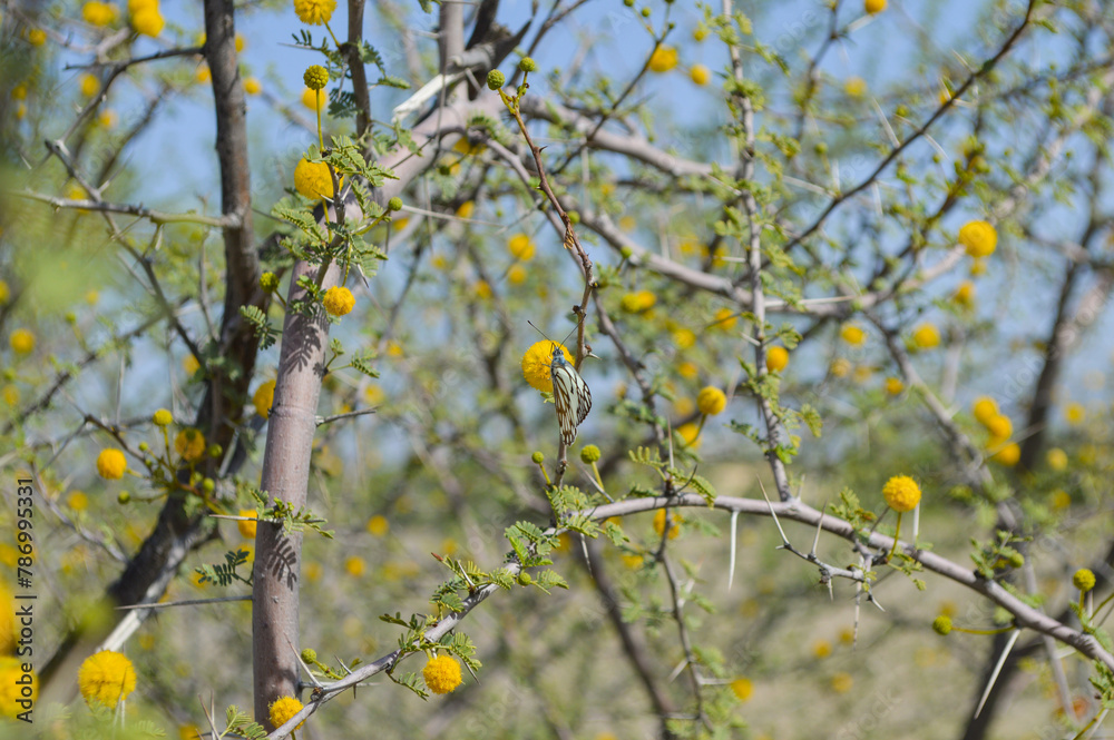 yellow leaves on a tree acacia nilotica leaf yellow leaves on a tree acacia nilotica leaf