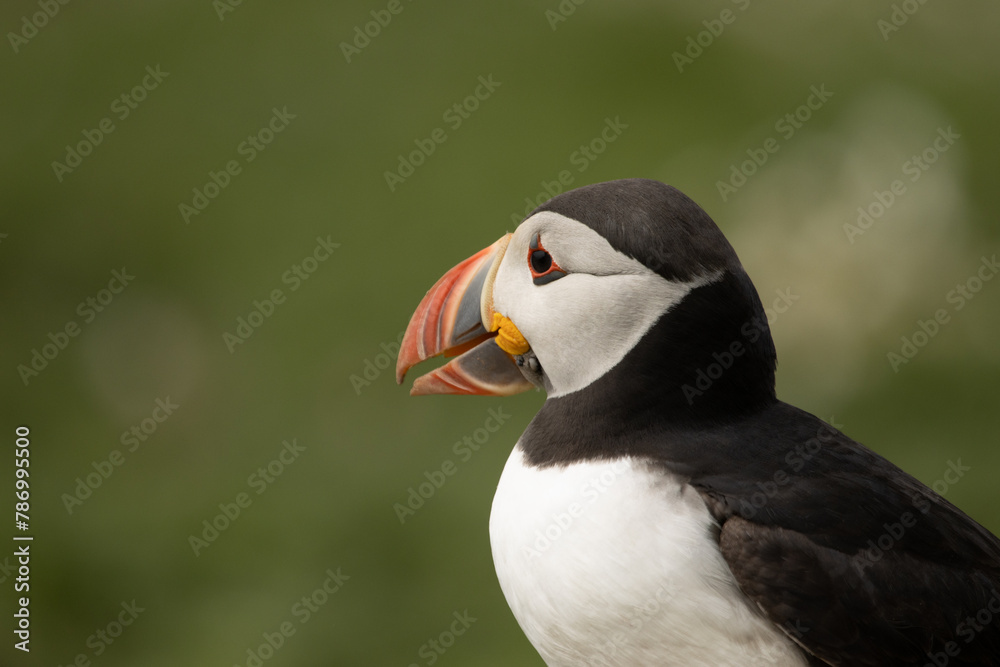 Fototapeta premium Atlantic Puffin
