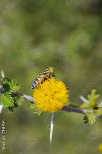 bee on yellow flower  close up wild fly egyptian thorn tree