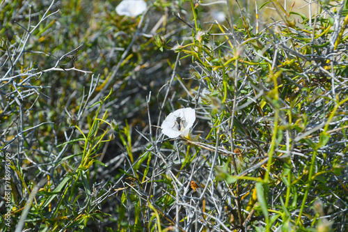 close up of wild fly animal on a grass background, bee  convolvulus floridus photo