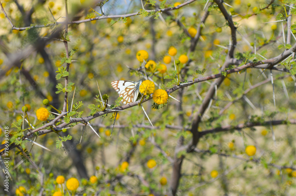 wildlife animal butterfly yellow flowers on a branch, acacia nilotica babul tree background wildlife animal butterfly yellow flowers on a branch, acacia nilotica babul tree background