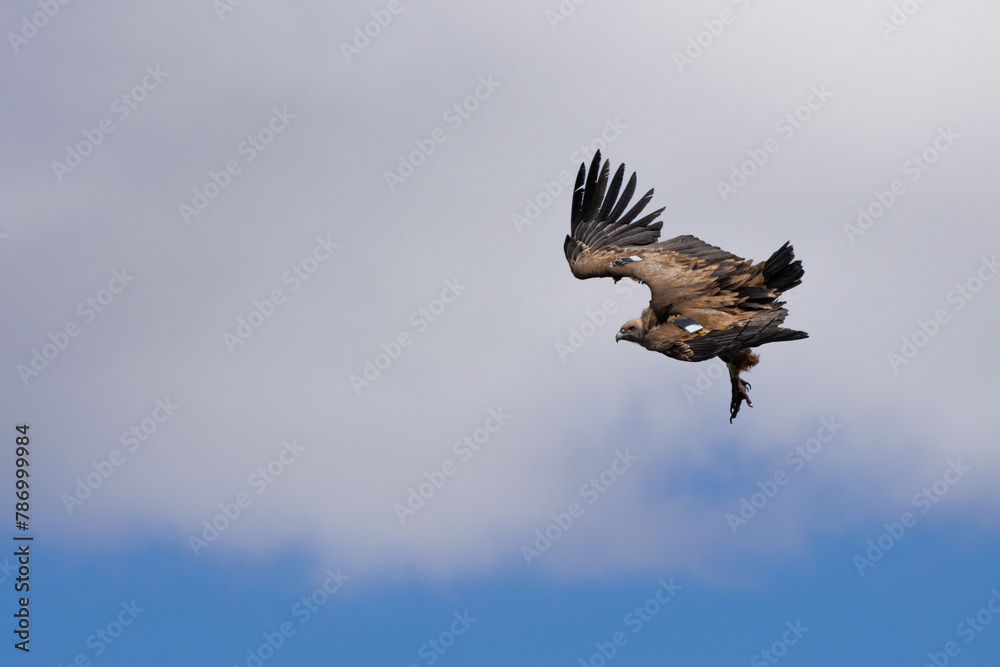 Obraz premium Buitre gyps fulvus en posición de descenso con nube al fondo, Alcoy, España