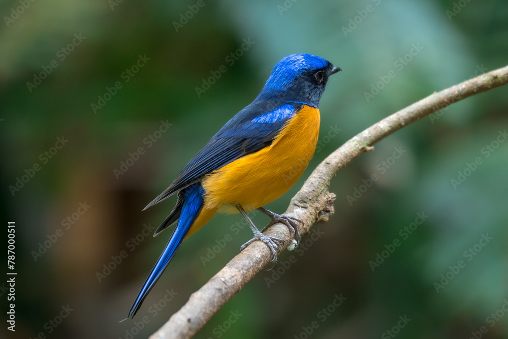 Fototapeta premium Rufous-bellied Niltava The head and body are blue, the forehead and crown are bright blue.