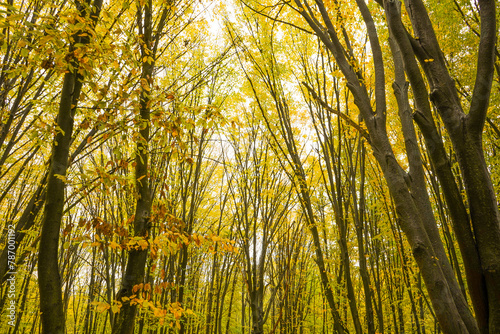 Trees with yellow leaves in the forest in autumn. Natural landscape. Nature.