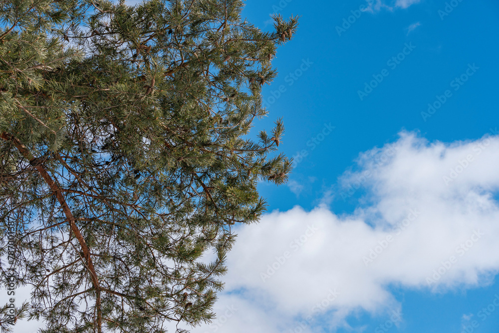 branch of pine tree to the sky branch of pine tree to the sky