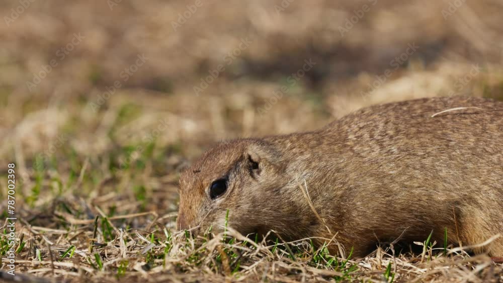 Funny fluffy gopher eats next to the burrow, little ground squirrel or little suslik, Spermophilus pygmaeus is a species of rodent in the family Sciuridae. Syslik in wildlife. Slow motion video Funny fluffy gopher eats next to the burrow, little ground squirrel or little suslik, Spermophilus pygmaeus is a species of rodent in the family Sciuridae. Syslik in wildlife. Slow motion video