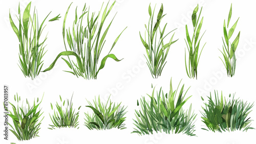 set of hand drawn grass illustration Vector style