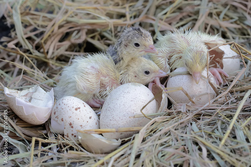 A number of baby turkeys have just hatched from their eggs in the nest. This animal is commonly cultivated by humans with the scientific name Meleagris gallopavo.
