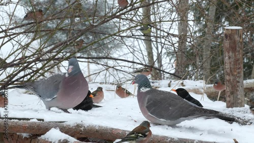 common wood pigeon pair perched on ground feed zoom in fly away snow weather Columba palumbus natural world norway