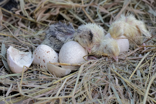 A number of baby turkeys have just hatched from their eggs in the nest. This animal is commonly cultivated by humans with the scientific name Meleagris gallopavo. 