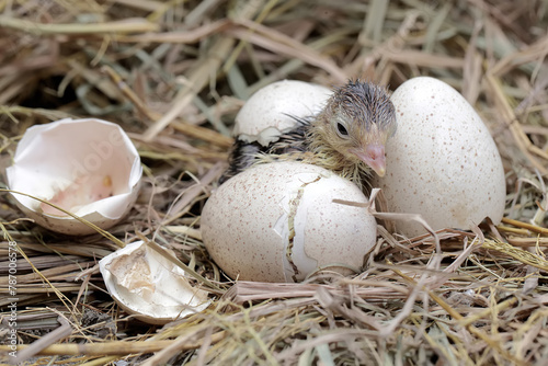 The process of hatching a baby turkey in its nest. This animal is commonly cultivated by humans with the scientific name Meleagris gallopavo.