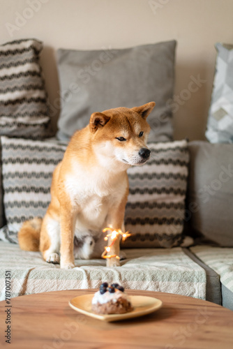 Red shiba inu 2 years old dog is sitting in front of his Birthday cake.