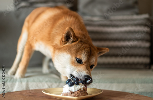 Red shiba inu dog is eating his Birthday cake