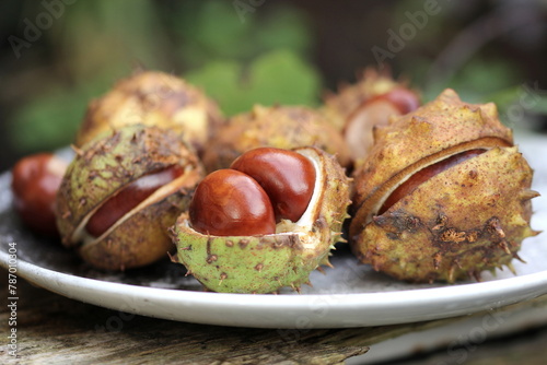 Spikey horse chestnut seeds ready to make into conkers