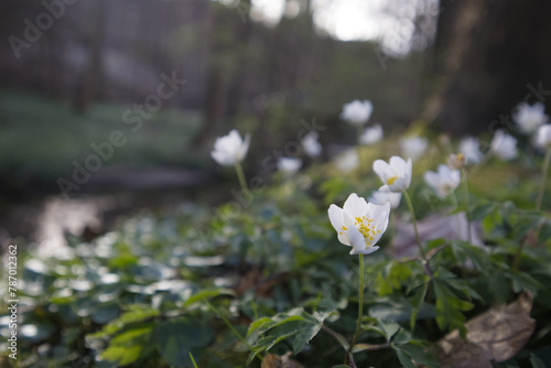 White anemone flowers against the background of a spring forest close-up