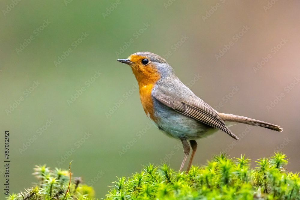 European robin Erithacus rubecula foraging in a forest European robin Erithacus rubecula foraging in a forest