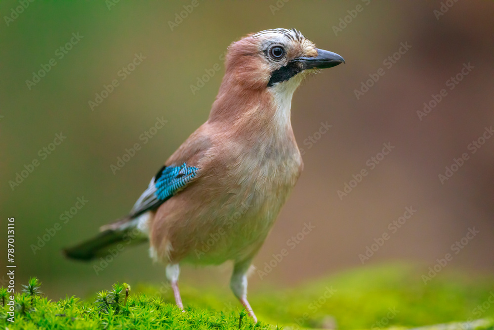 Eurasian jay, Garrulus glandarius, bird close-up