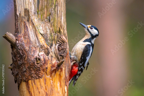 Closeup of a great spotted woodpecker bird, Dendrocopos major, perched in a forest in Summer season photo