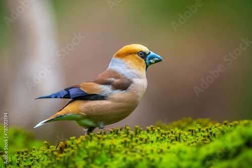 Closeup of a male hawfinch Coccothraustes coccothraustes songbird perched in a forest. photo