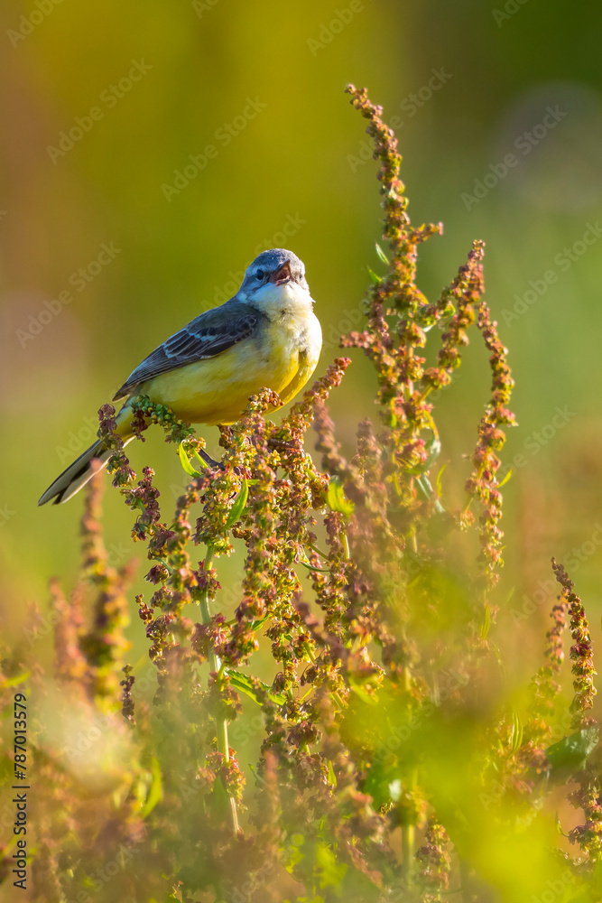 Obraz premium Closeup of a male western yellow wagtail bird Motacilla flava singing