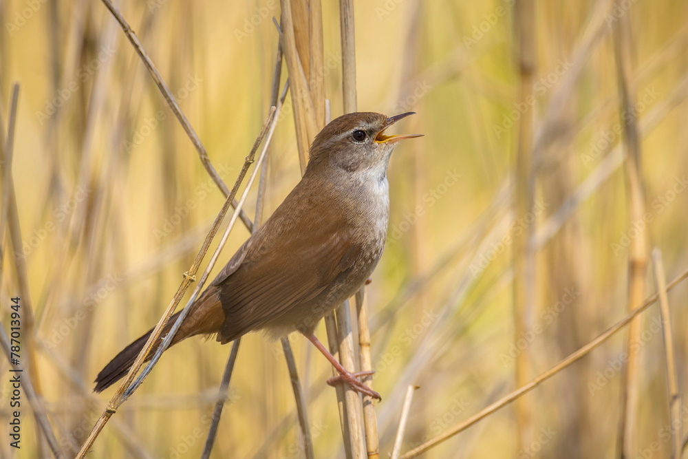 Cetti's warbler, cettia cetti, bird singing and perched Cetti's warbler, cettia cetti, bird singing and perched