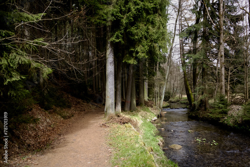 Forest path along a mountain river in a national park