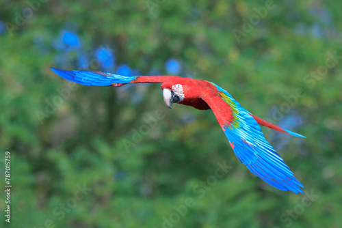 red-and-green macaw, green-winged macaw, Ara chloropterus, in flight