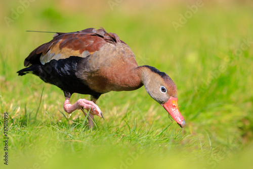 Black-bellied whistling duck, Dendrocygna autumnalis, foraging
