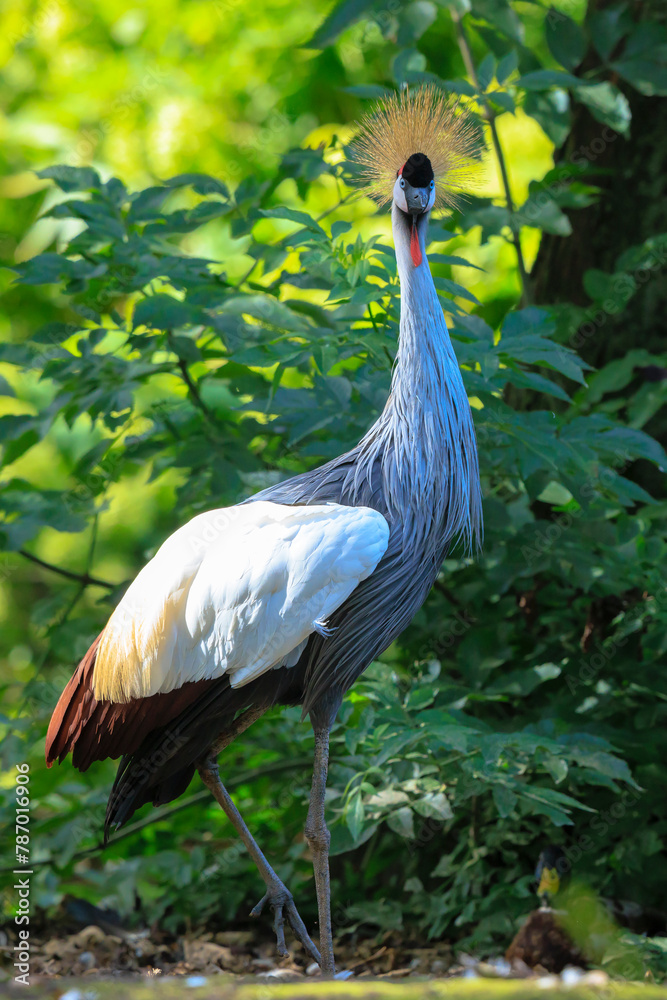 Obraz premium Grey crowned crane, Balearica regulorum, national bird of Uganda.