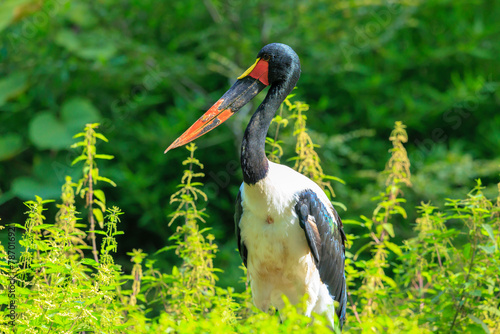 Close up of a saddle-billed stork, Ephippiorhynchus senegalensis, standing in a green meadow