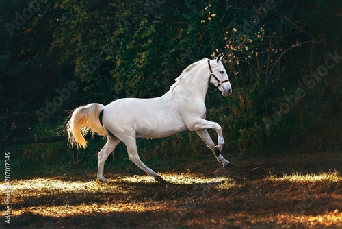 horse in the field © Karamat