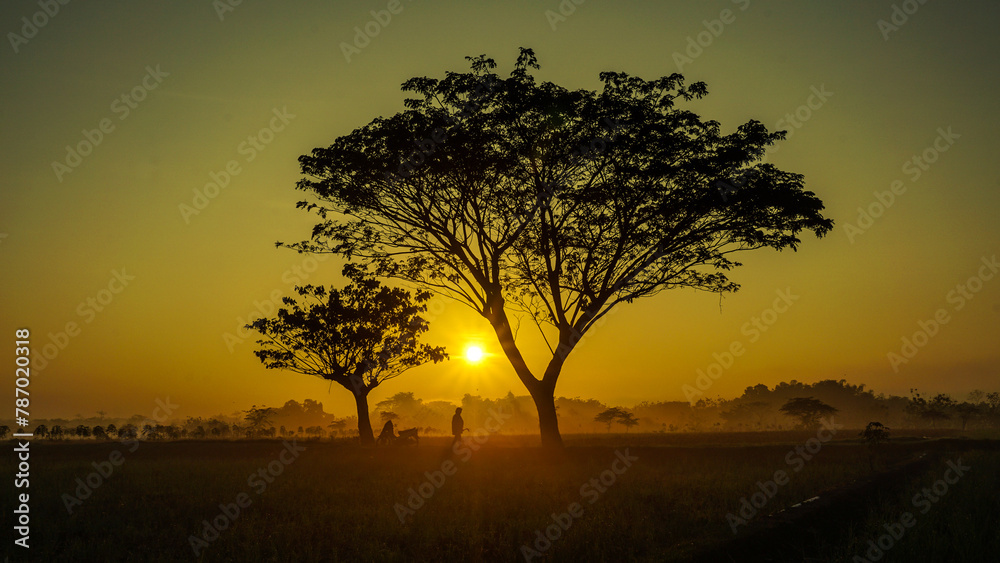 Silhouette tree on field against sky during sunrise Silhouette tree on field against sky during sunrise