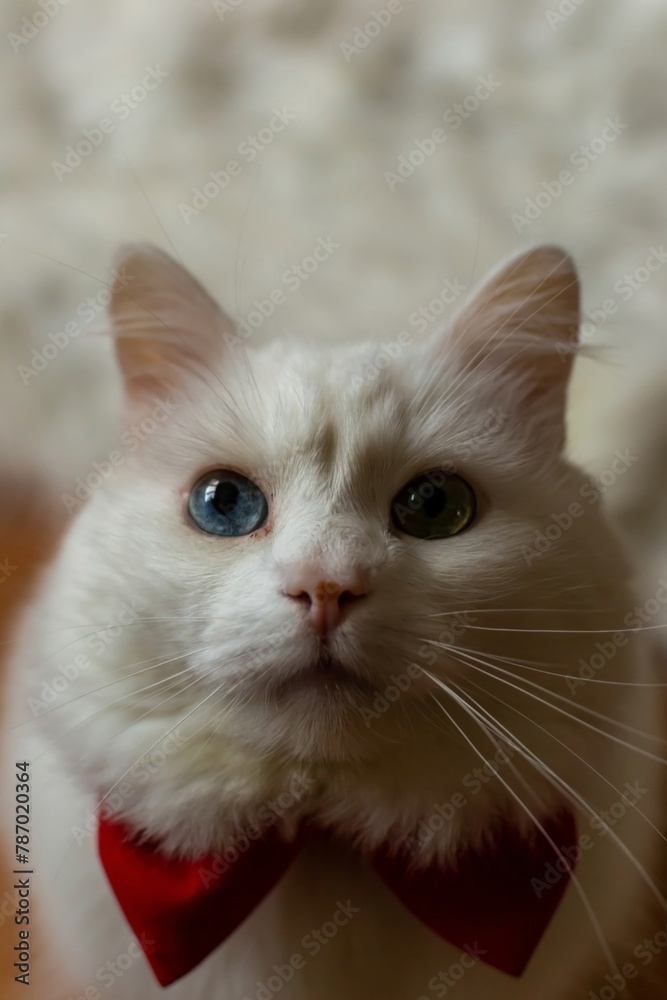 A white Turkish Angora cat with different eyes in a red bow tie. Sitting a white cat with blue and yellow eyes. White cat with different color eyes. Adorable domestic pets, heterochromia. High quality