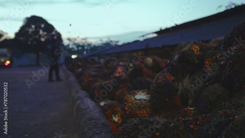 A Truck Carrying Palm Oil Unload At Factory. Early Morning
