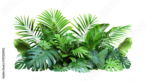Green leaves of tropical plants bush Monstera  palm isolated Transparent  cutout  or clipping path background for montage product display. Png file