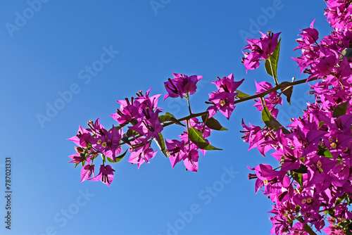 Pink bougainvillea flowers (Bougainvillea spectabilis) and blue sky in Teresopolis, Rio de Janeiro, Brazil