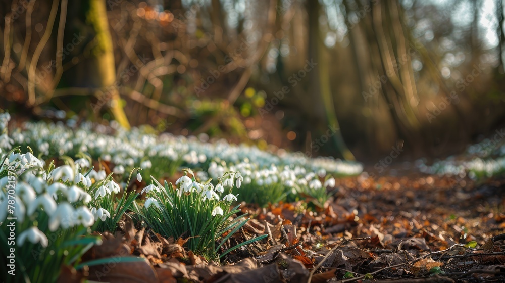Snowdrop blooms in the spring woodland Snowdrop blooms in the spring woodland