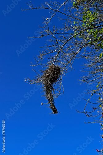 Nest of rufous-fronted thornbird (Phacellodomus rufifrons) in Teresopolis, Rio de Janeiro, Brazil